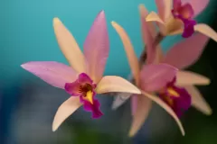 Starburst
