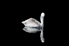 Self-Reflection