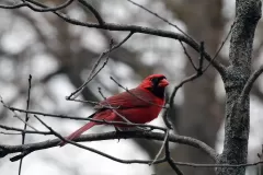 Winter Cardinal 