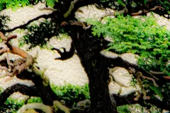 Bonsai Guardian