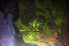 Galaxy  Faery